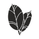 Rubber tree leaf icon