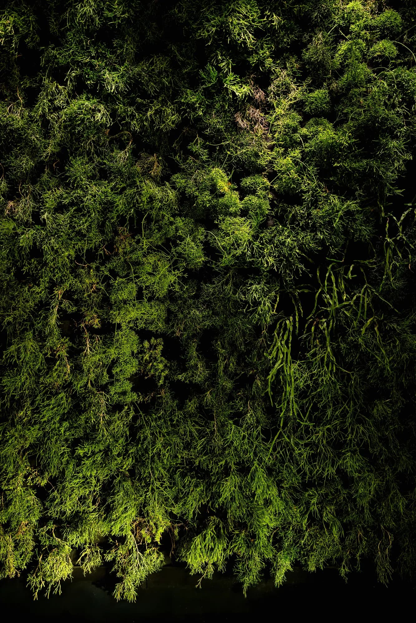A richly textured living moss wall at CASCADA